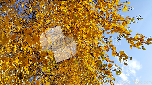 Image of Branches of autumn birch tree with yellow leaves against blue sk