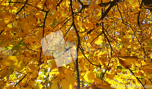 Image of Beautiful yellow autumn leaves of a chestnut