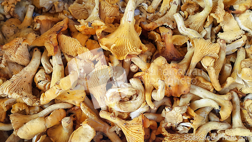 Image of Edible Chanterelle mushrooms close-up