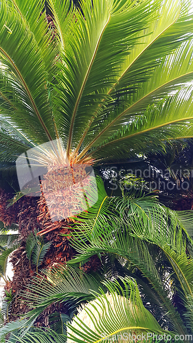 Image of Sago palm tree (Cycas revoluta) with glossy green foliage