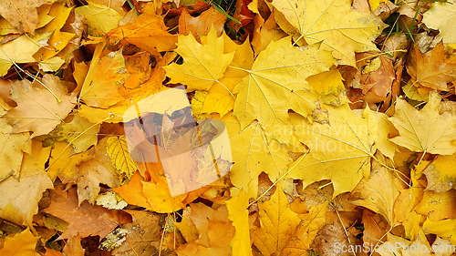 Image of Bright autumn background from fallen leaves of maple