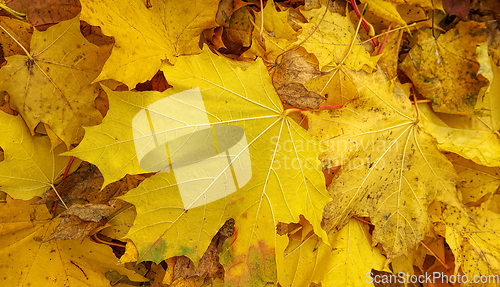 Image of Bright yellow autumn background from fallen leaves 