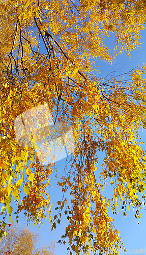 Image of Branches of autumn birch tree with bright yellow foliage