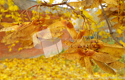 Image of Autumn maple branch with winged seeds