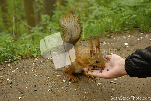 Image of Beautiful squirrel eats sunflower seeds from a hand of man