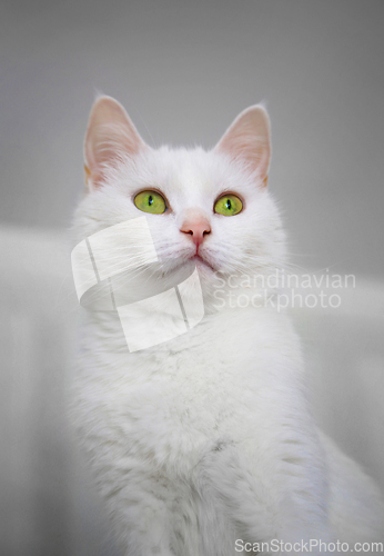 Image of Portrait of white cat with bright green eyes 