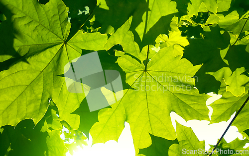 Image of Fresh green maple foliage illuminated by bright sunlight