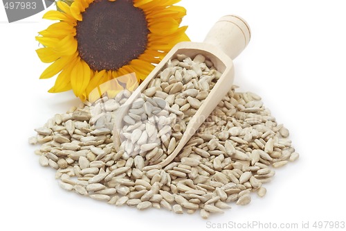Image of Sunflower seeds