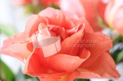 Image of Beautiful flower of delicate pink rose, soft focus