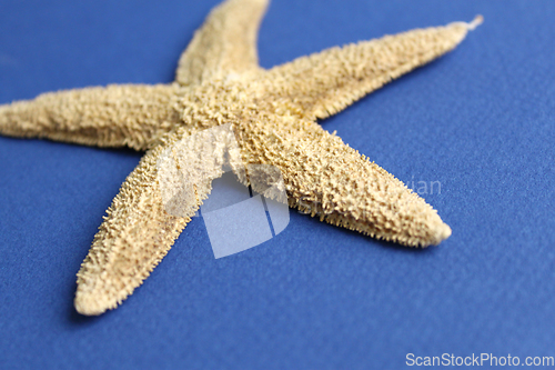 Image of Dry starfish close-up on blue background 