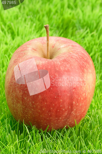 Image of Red apple_1