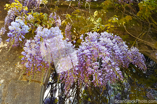 Image of Beautiful wisteria flowers 