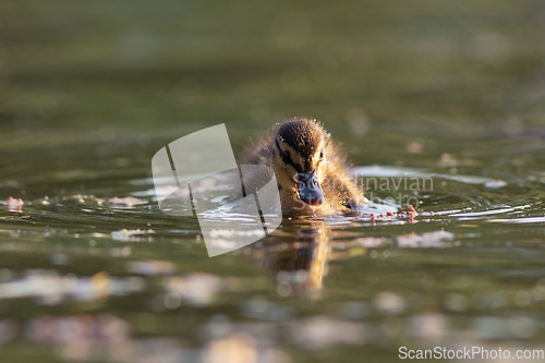 Image of cute mallard duckling on pond