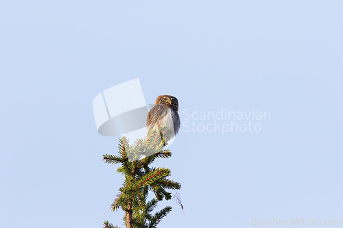 Image of eurasian pygmy owl on a spruce