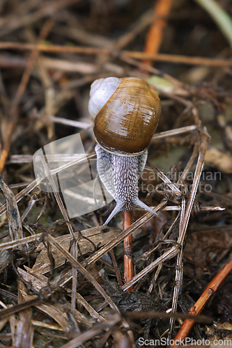 Image of garden snail macro shot