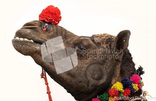 Image of Camels at the Pushkar Fair, also called the Pushkar Camel Fair o