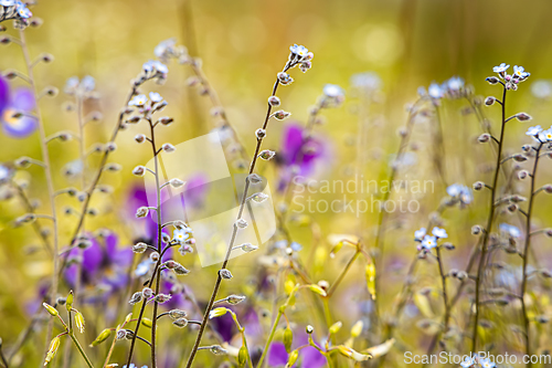 Image of Myosotis close up. In the northern hemisphere they are colloquia