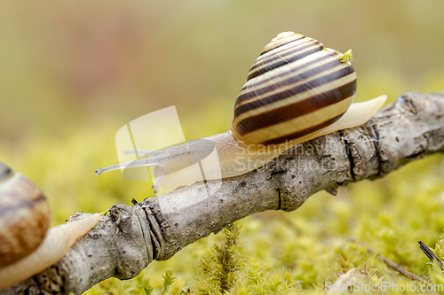 Image of Snail slowly creeping along super macro close-up