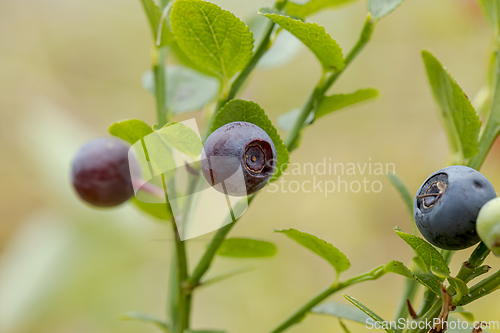 Image of Blueberry antioxidants on a background of Norwegian nature.