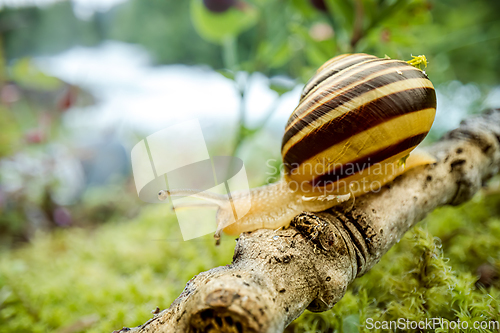 Image of Snail slowly creeping along super macro close-up