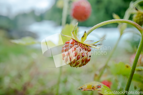 Image of Berry of ripe strawberries close up. Nature of Norway