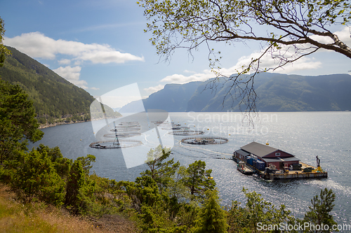 Image of Farm salmon fishing in Norway