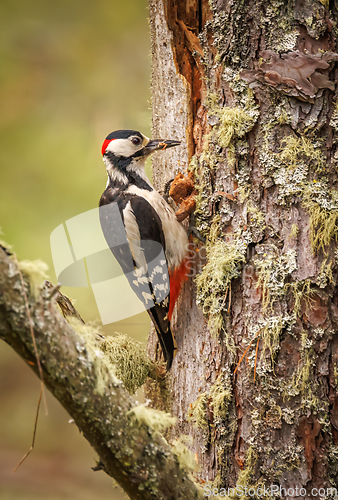 Image of Great spotted woodpecker bird on a tree looking for food. Great