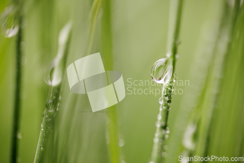 Image of Green grass close-up super macro shooting.