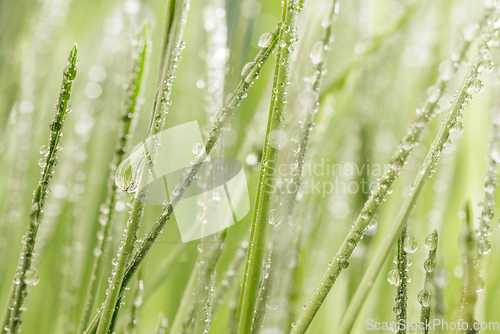 Image of Green grass close-up super macro shooting.