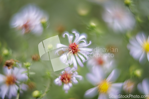 Image of Closed up of Chamomile taken with a very shallow depth of field.