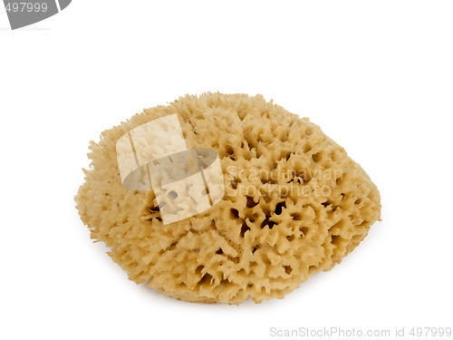 Image of Natural sponge