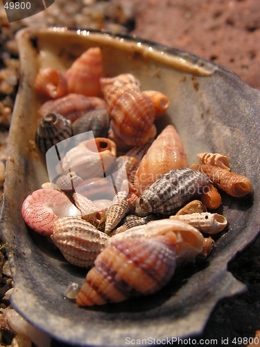 Image of shell