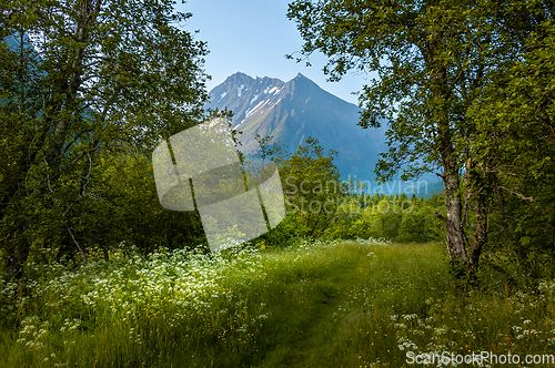 Image of landscape with trees