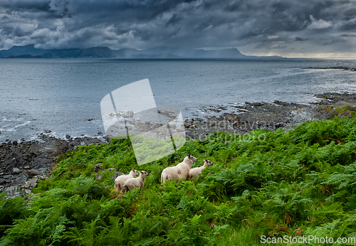 Image of sheep by the sea