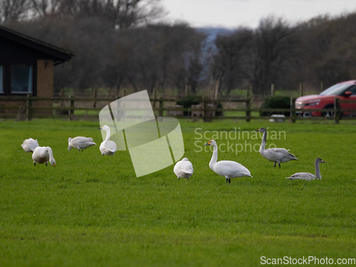 Image of Bewick's Swans on Walland Marsh