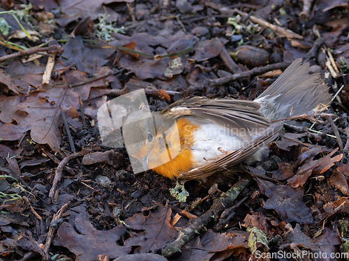 Image of Dead European Robin