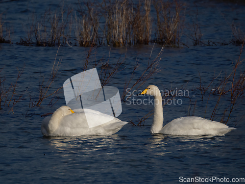 Image of Whooper Swans