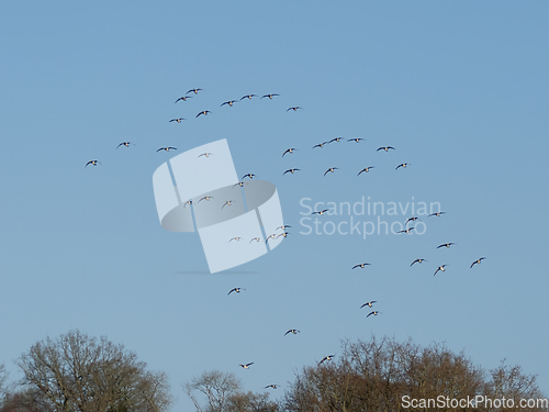 Image of Barnacle Geese Coming In To Land