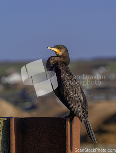 Image of Cormorant in Sun 