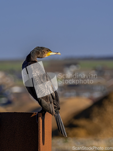 Image of Cormorant looking Right