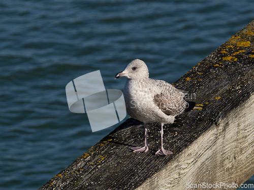 Image of Herring Gull Juvenile