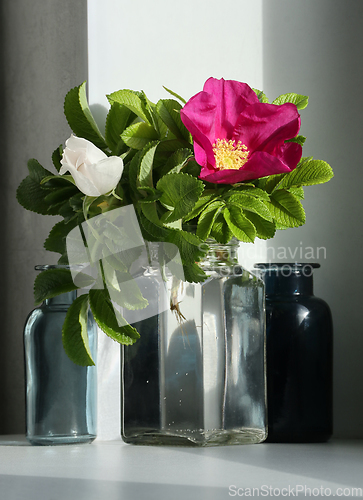 Image of Red and white roses