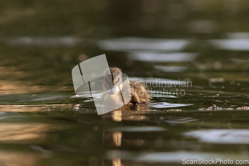 Image of Anas platyrhynchos duckling