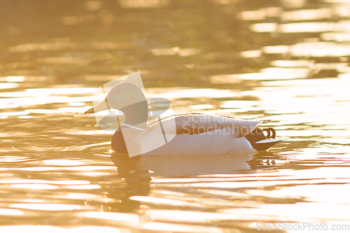 Image of male mallard in orange light