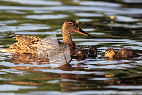 Image of mallard duck with ducklings