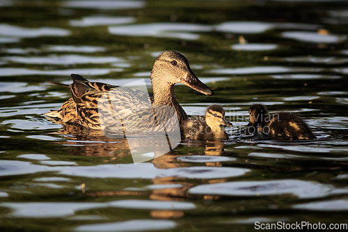 Image of mallard hen with ducklings