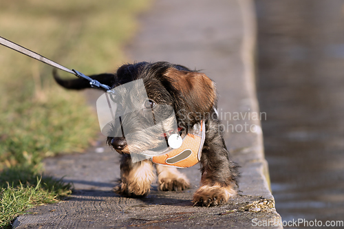 Image of wire haired dachshund puppy