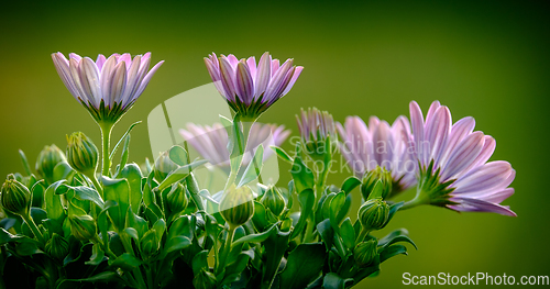 Image of pink and purple flower