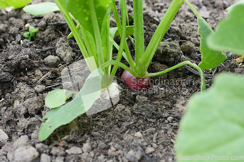 Image of White and red radishes in an allotment