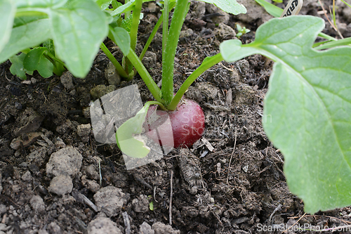 Image of Single red radish growing in the soil of a vegetable bed